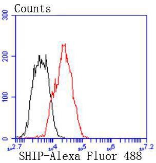 Anti-INPP5D Antibody (9H177)