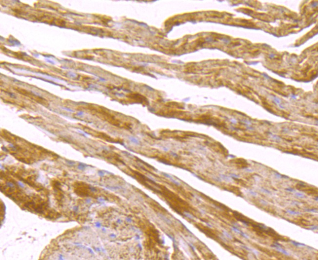 Anti-SDHB Antibody (3I144)