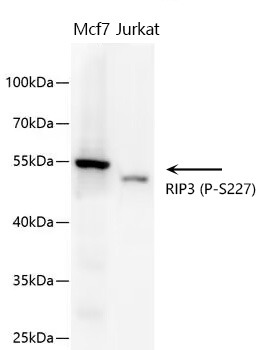 Anti-Phospho-RIPK3 (Ser227) Polyclonal Antibody