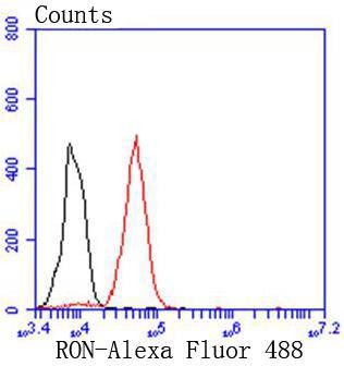Anti-RON/CD136 Antibody (7D3)