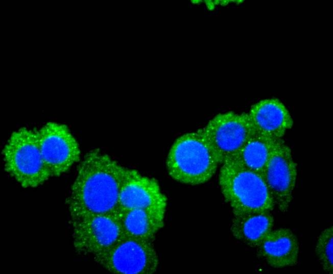 Anti-SDF-1/CXCL12 Antibody (6G646)