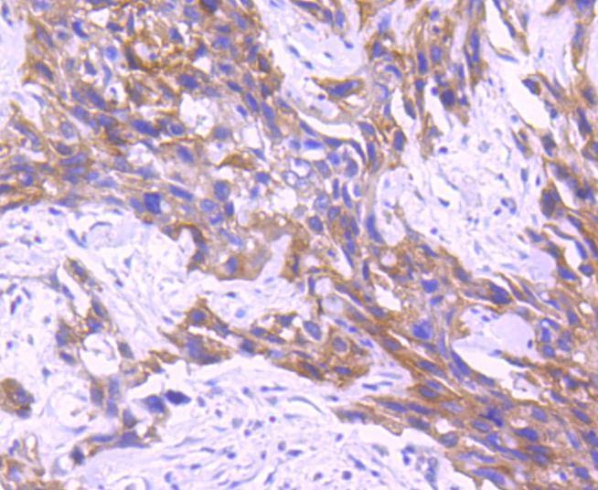 Anti-RON/CD136 Antibody (7D3)
