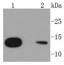 Anti-RPS20 Antibody (7Y810)