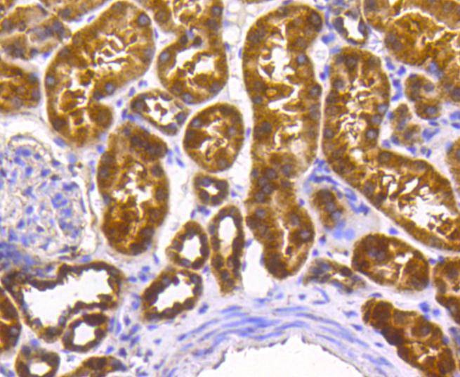 Anti-SCF Antibody (9H58)