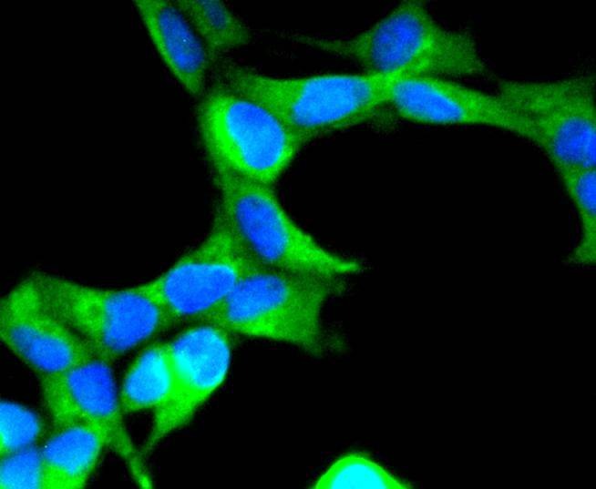 Anti-SCF Antibody (9H58)