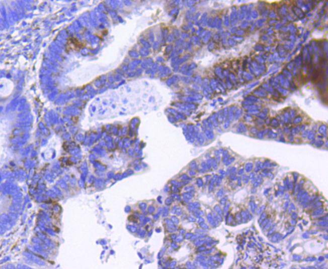 Anti-SCF Antibody (9H58)