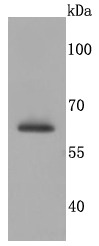 Anti-SDHA Antibody (3R603)