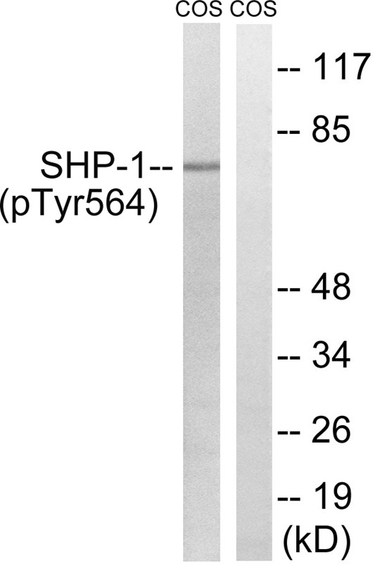 Anti-Phospho-SHP-1 (Tyr564) Polyclonal Antibody 3
