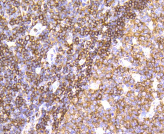 Anti-SHP-1 Antibody (7A74)