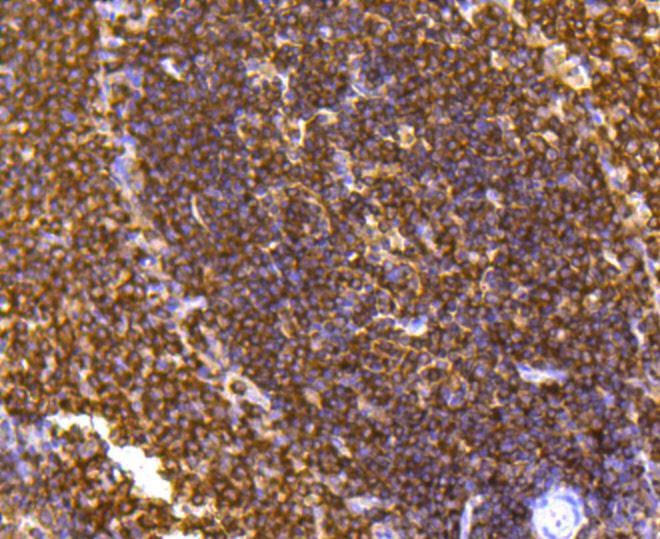 Anti-SHP-1 Antibody (7A74)