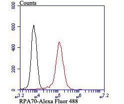 Anti-RPA1 Antibody (1L894)
