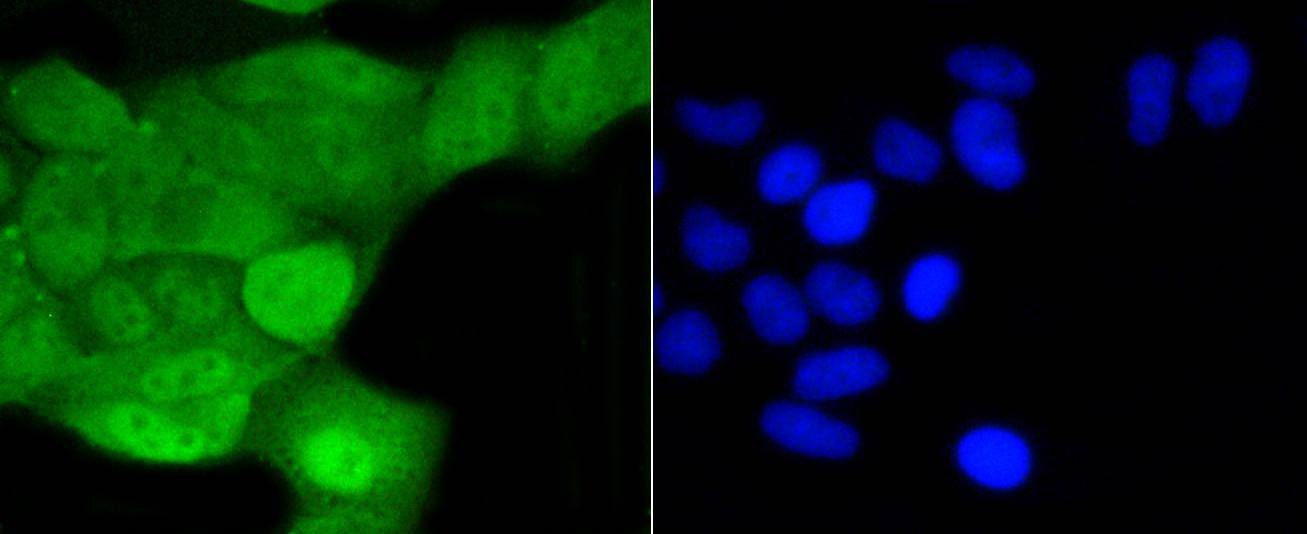 Anti-SHP-1 Antibody (7A74)
