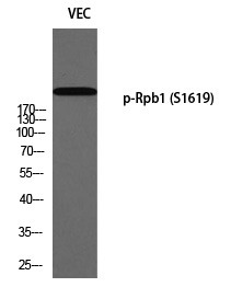 Anti-Phospho-POLR2A (Ser1619) Polyclonal Antibody