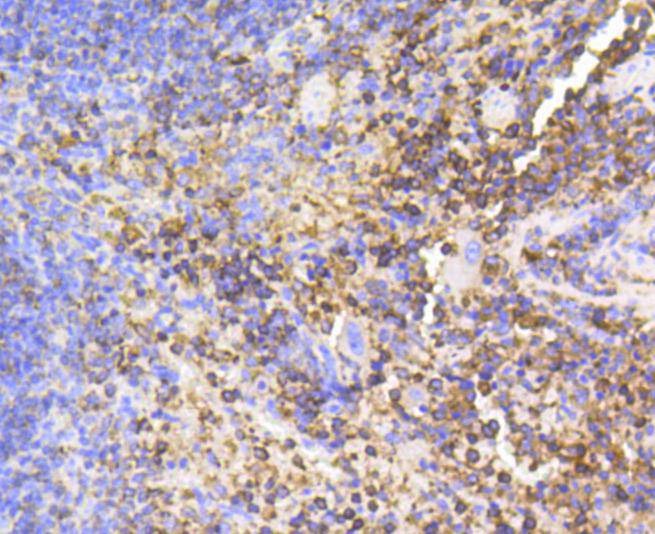 Anti-SHP-1 Antibody (7A74)