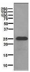 Anti-SNAP-25 Antibody (9N996)