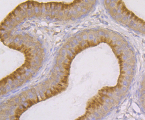 Anti-SNX1 Antibody (7Z490)