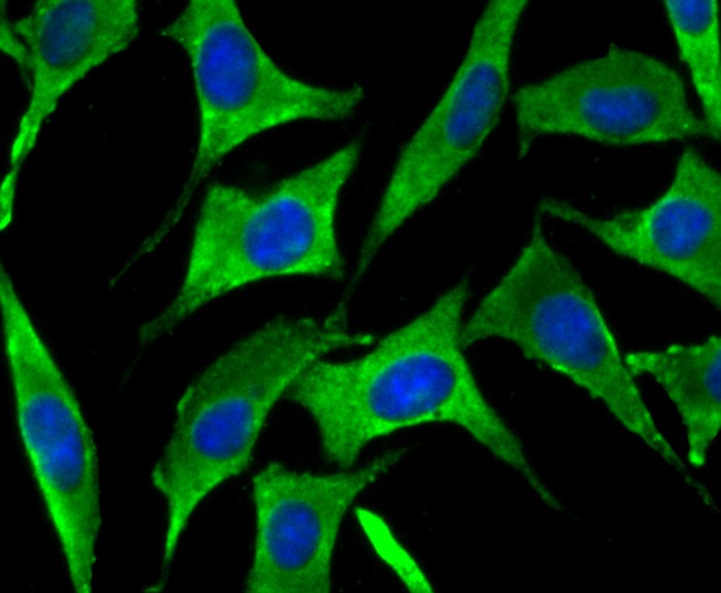 Anti-SNX1 Antibody (7Z490)