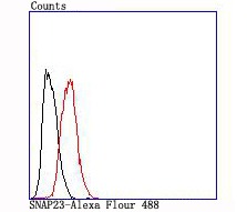 Anti-SNAP23 Antibody (7J889)