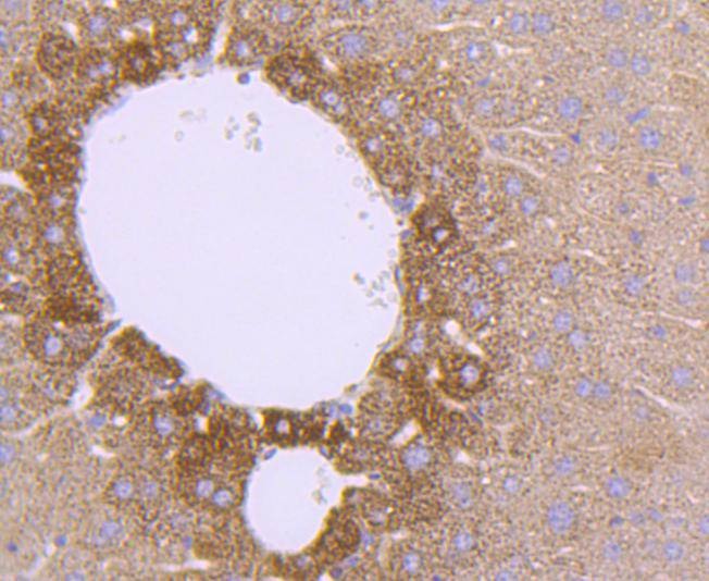 Anti-SOD2 Antibody (1Y900)