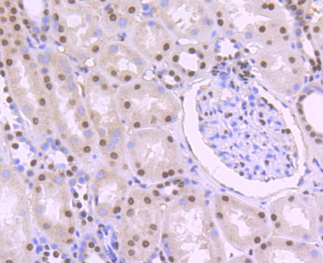 Anti-PTBP1 Antibody (4Z327)