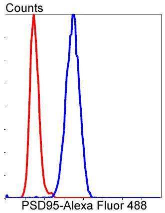 Anti-DLG4 Antibody (7K534)
