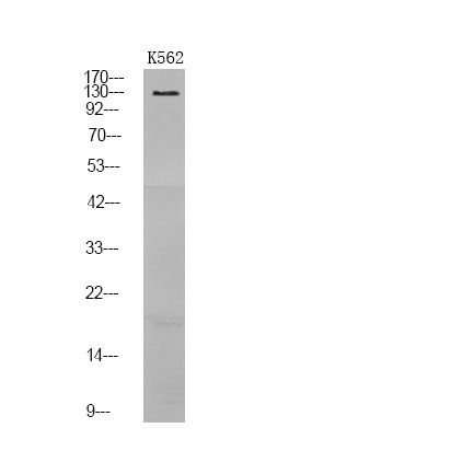 Anti-Phospho-RET (Tyr1096) Polyclonal Antibody