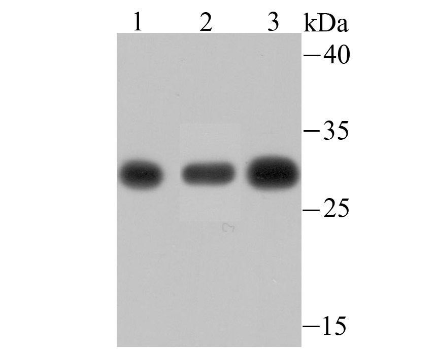 Anti-PSMA1 Antibody (8C777)