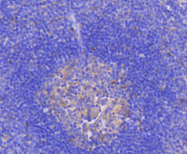 Anti-RELB Antibody (7J786)