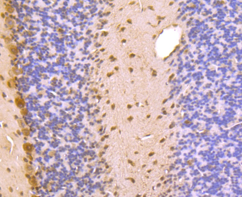 Anti-PSMA1 Antibody (8C777)