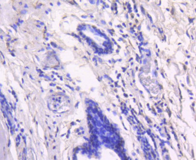 Anti-RELB Antibody (7J786)