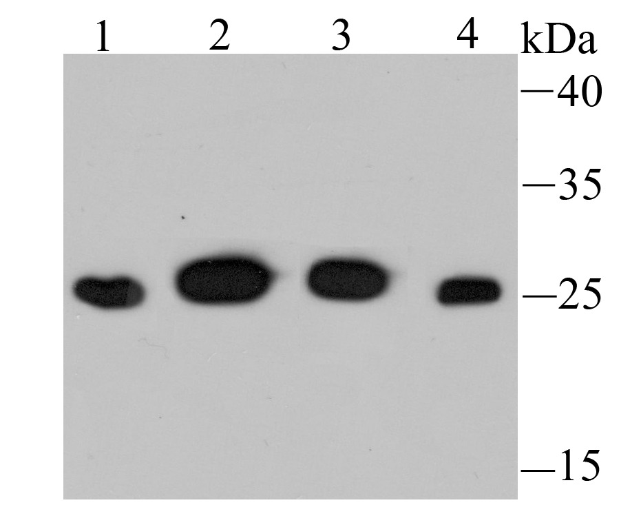Anti-PSMA1 Antibody (8C777)
