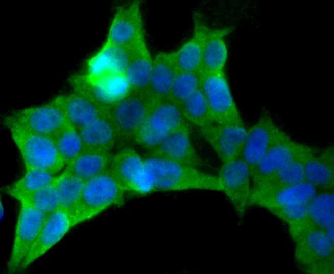 Anti-Pumilio 1 Antibody (3G125)