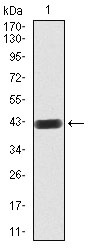 Anti-Rab8 Antibody (8R981)