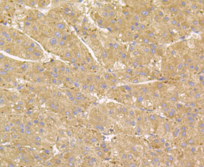 Anti-RheB Antibody (8S39)