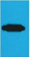 Anti-RFP Tag Antibody (7C981)