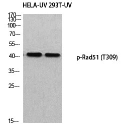 Anti-Phospho-RAD51 (Thr309) Polyclonal Antibody