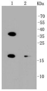 Anti-PUMA Antibody (5V529)