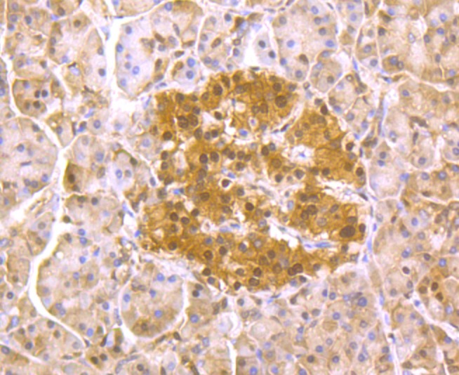 Anti-PSMA1 Antibody (8C777)