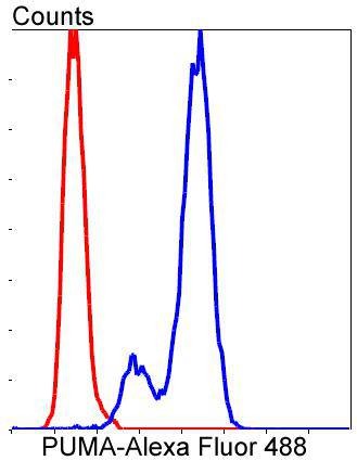 Anti-PUMA Antibody (5V529)