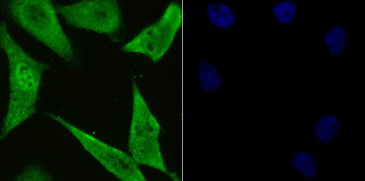 Anti-PSMA1 Antibody (8C777)
