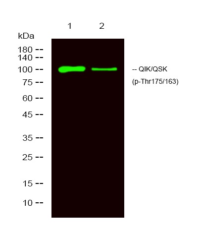 Anti-Phospho-QIK/QSK (Thr175/221) Polyclonal Antibody