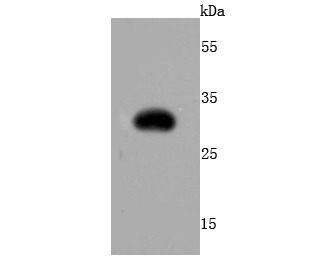 Anti-RFP Antibody (1Y386)