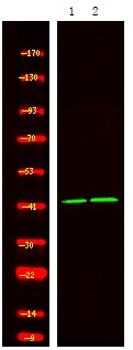 Anti-Phospho-Flap endonuclease 1/FEN-1 (Ser187) Polyclonal Antibody