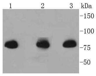 Anti-Radixin Antibody (3A6)