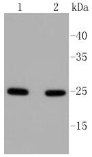 Anti-RAB5A Antibody (6H506)