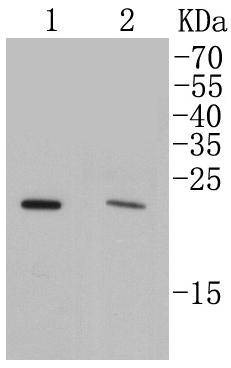 Anti-Rab4A Antibody (4X108)