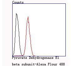 Anti-PDHB Antibody (9C498)