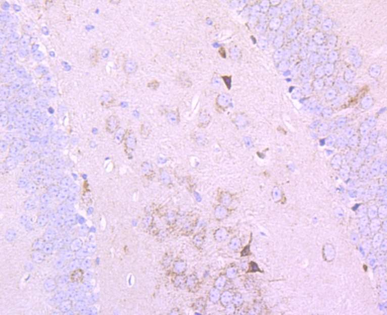 Anti-PDHB Antibody (9C498)