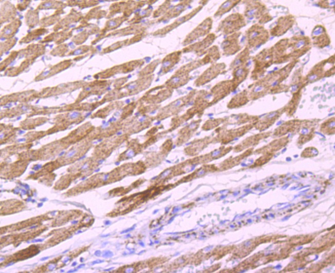 Anti-PDHB Antibody (9C498)