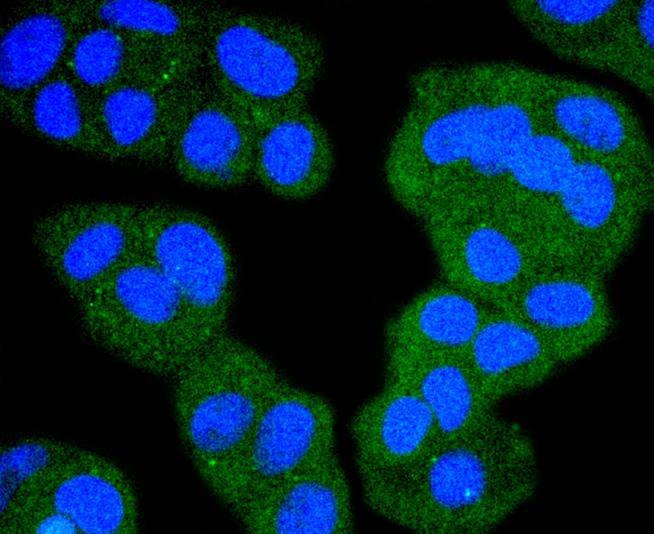 Anti-RAF1 Antibody (1T539)